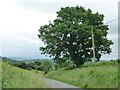 Tree on the road to Tregynon