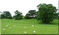 Sheep and trees, north of Brook Villa