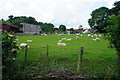 SO4491 : Field of sheep in Little Stretton by Bill Boaden