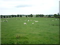 Grazing, South Charlton Farm