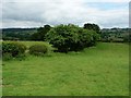 Sheep pasture, Llanwyddelan