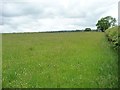 Meadow, north of Adfa