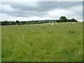 Grazing sheep, north of Adfa