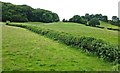 Towards Dreasonhall Wood