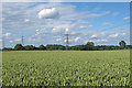 Wheat crop near Abbotts, Alphamstone