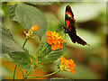 SJ4170 : Butterfly Journey at Chester Zoo by David Dixon