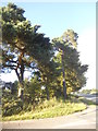 Trees on the corner of River Lane, Wrecclesham