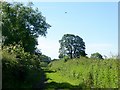 Footpath near Inglewhite