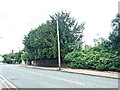 TL1997 : Yew trees overhanging a wall, London Road, Peterborough by Robin Stott