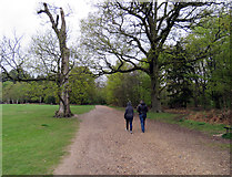 TQ2897 : Large trees in Trent Country Park by Andrew Tatlow