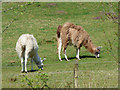 Llamas