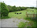 Welsh black cattle grazing, east of Hendreron Uchaf