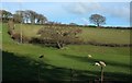 Sheep pasture near Waytown