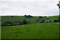 Sheep near Bridges