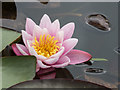 Water Lily at Royal National Rose Society Garden, St Albans, Hertfordshire