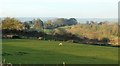 Sheep pasture, Furleigh Farm