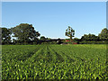 A maize field at Windmill Farm