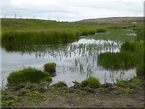 NZ5228 : Pond and marsh near North Gare by Oliver Dixon