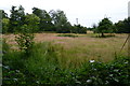 Overgrown meadow at Heytesbury