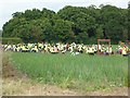 Seasonal workers on farmland