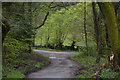 West Somerset : Woodland Path