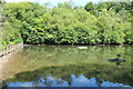 Quarry Pond, Dean Castle Country Park