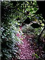 Muscliff: an overgrown bit of footpath M17