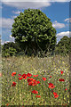 Poppies on the Edge, Firs Farm Wetlands, London N21