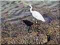 Grey Heron (Ardea cinerea) in Tayport Harbour