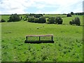 Woodland at the edge of sheep pastures