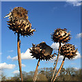 SP2966 : Dead flowerheads of Cardoon, Potterton's Allotments, east Warwick by Robin Stott