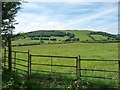 Flowery meadow, east of Alltlwyd