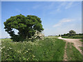 The Ridgeway near Hill Barn