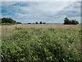 Kenley Common, Kenley, Surrey