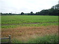 Crop field off the A453