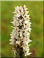 SX9066 : Orchid Nightingale Park by Derek Harper