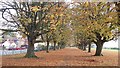 Autumn in Hamilton Park