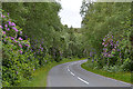 The A861 passing through woodland, Roshven