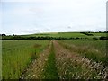 Path through field