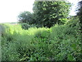 Overgrown footpath to Welbeck