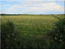 TL4056 : Wheat field by Hugh Venables