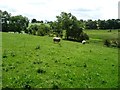 Sheep pasture above [north of] Moresby Tarn