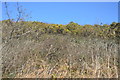 Gorse by the Tamar Valley Line