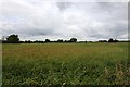 Field by the Thames Path