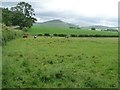 NY7020 : Cattle pasture near Langton Field by Christine Johnstone