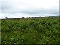 On Rhos Fiddle Nature Reserve