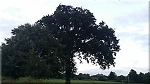 TQ2088 : Tree on Silver Jubilee Park by David Howard