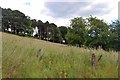 Sheltered meadow above Stow