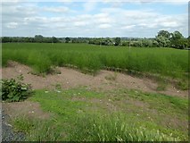 SO8350 : Asparagus in a field at Callow End by Philip Halling