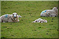 West Somerset : Grassy Field & Sheep